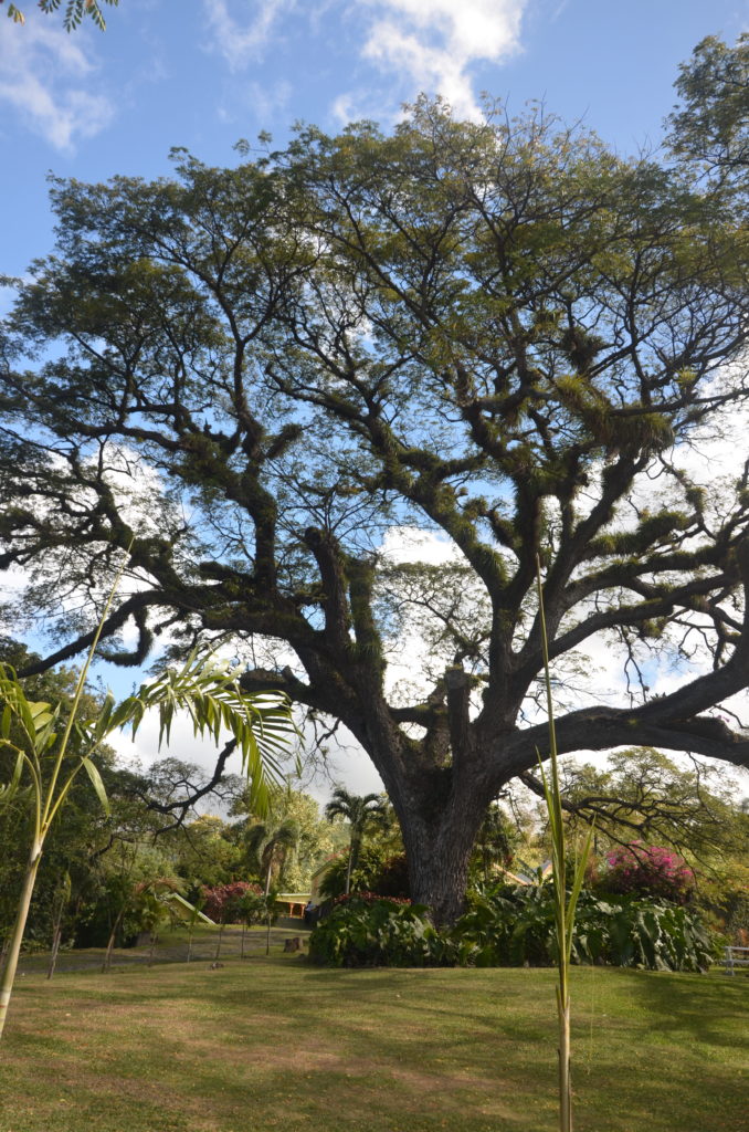 Romney Manor w St. Kitts