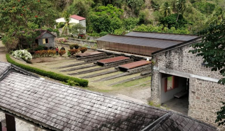 Plantacja kakaowca