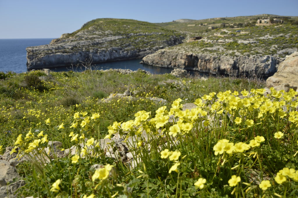 Gozo