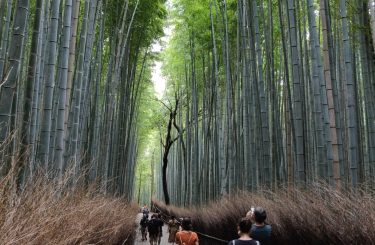 Arashiyama