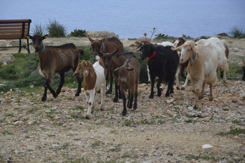 Dingli Malta