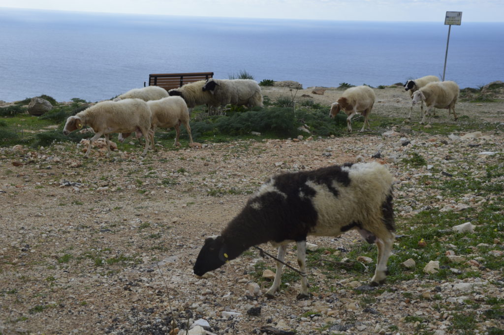 Dingli Malta