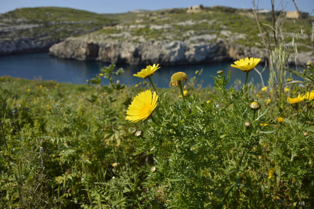 Gozo