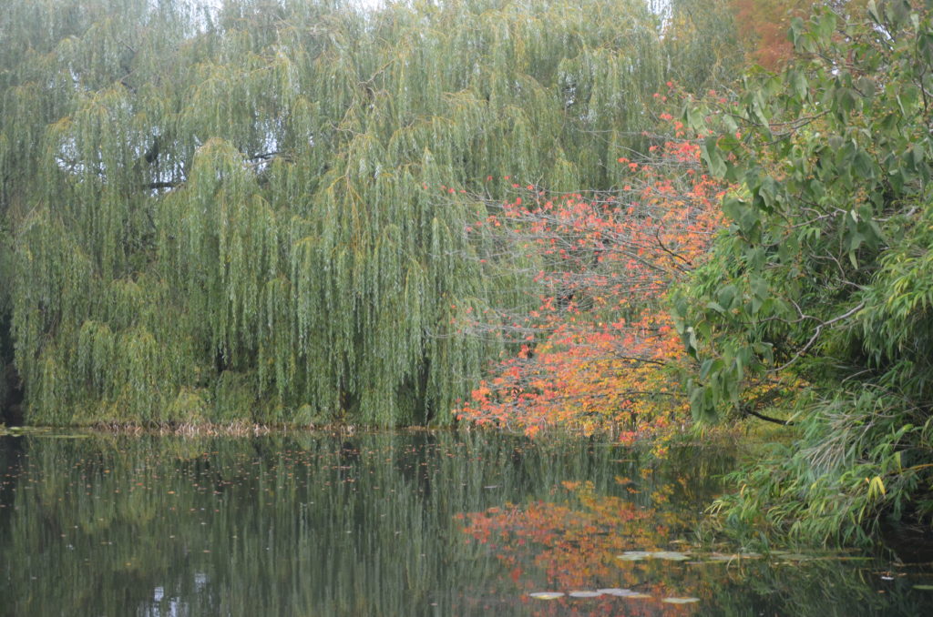 Ogrody Botaniczne Cambridge