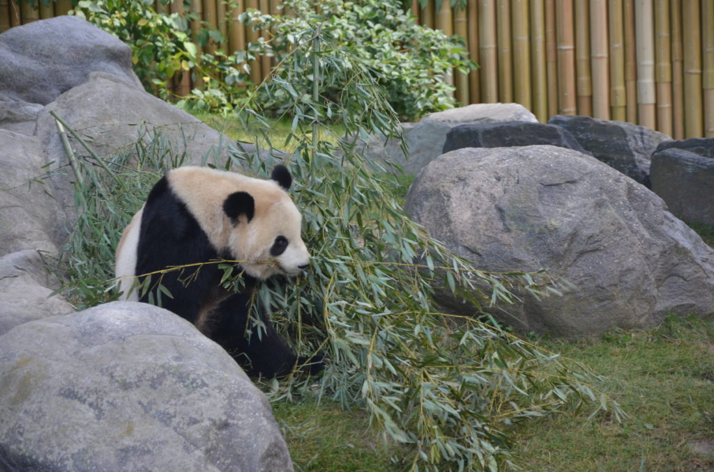 Zoo Toronto