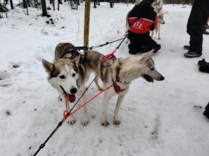 Husky Rovaniemi