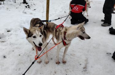 Husky Rovaniemi