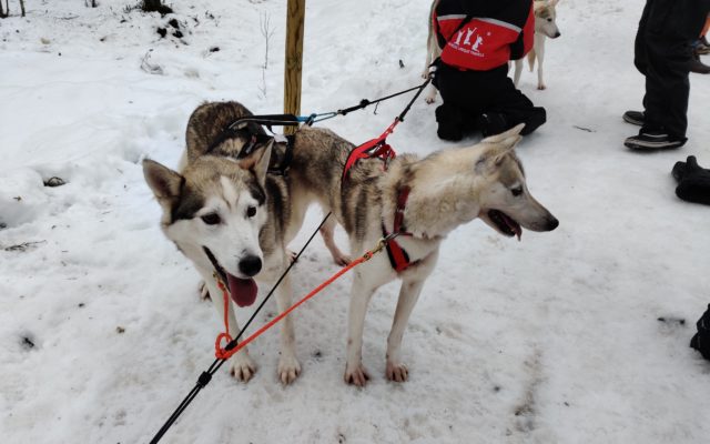 Husky Rovaniemi