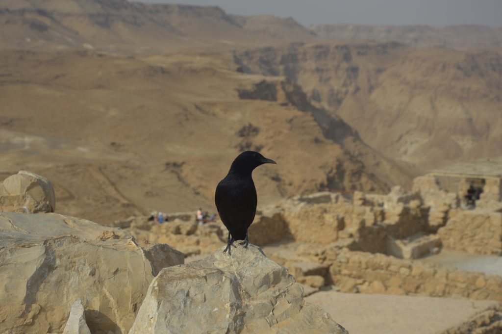 Masada w Izraelu