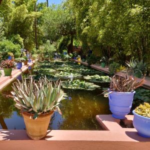 Ogród Majorelle: magia kolorów w sercu Marrakeszu Majorelle Maroko (1)
