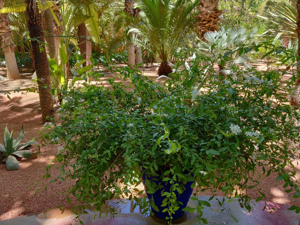 Majorelle Marrakesz