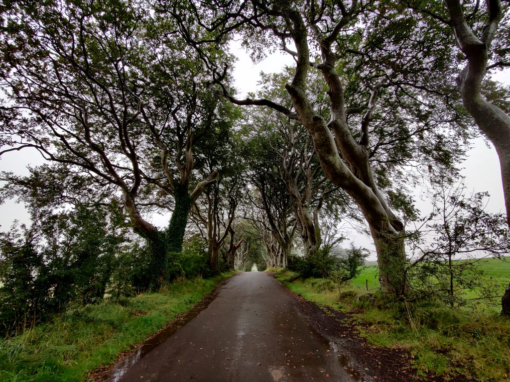 The Dark Hedges