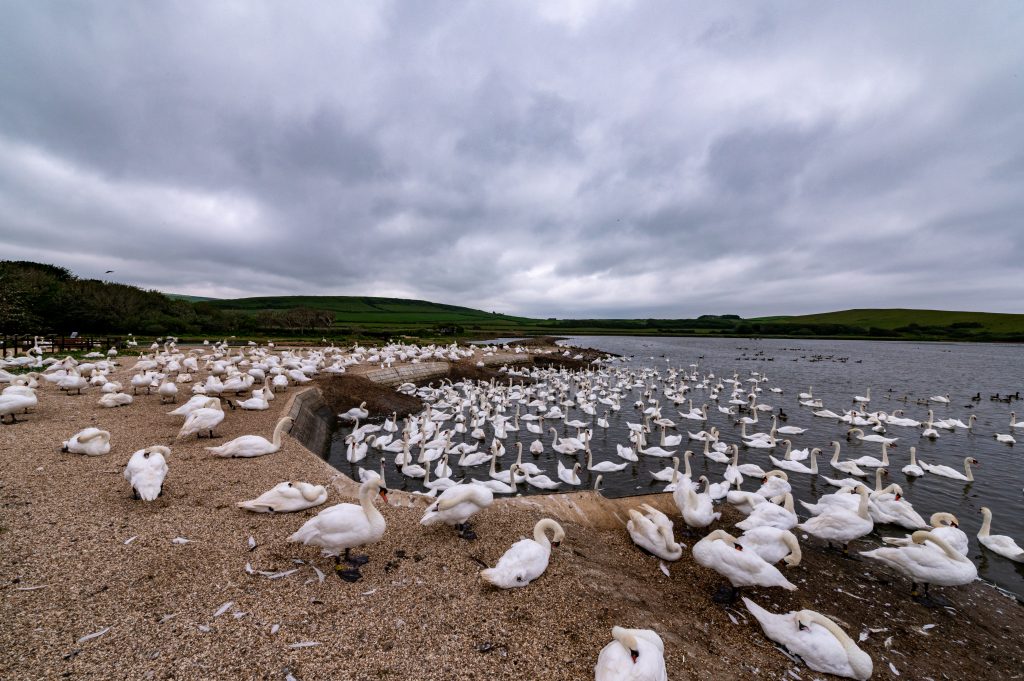 Abbotsbury