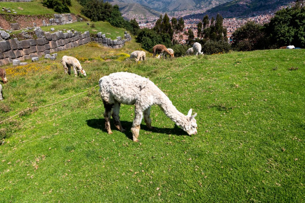 Saqsaywaman Cusco