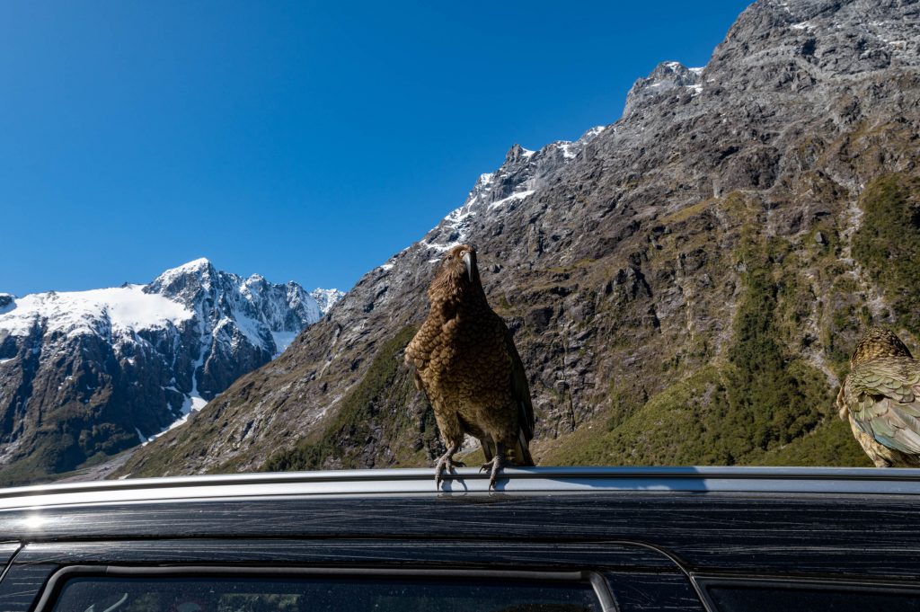 Pop's View NZ