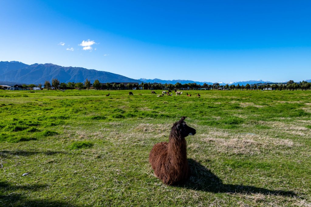 Te Anau NZ