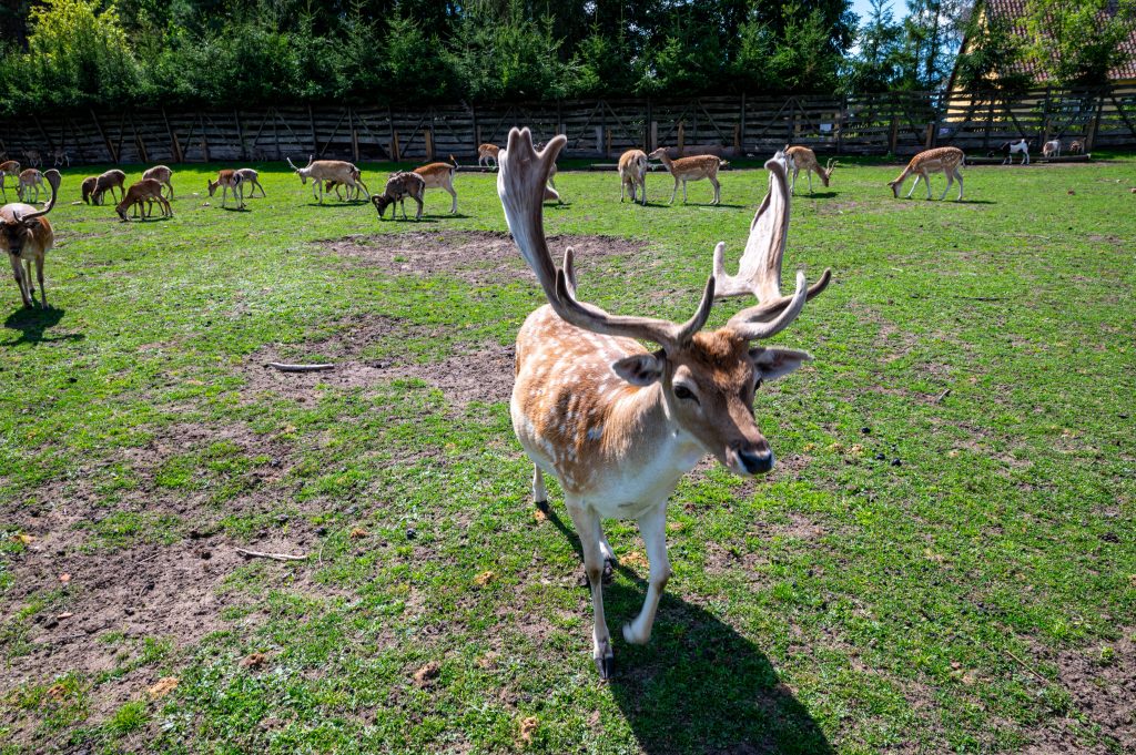 Park Dzikich Zwierząt Mazury