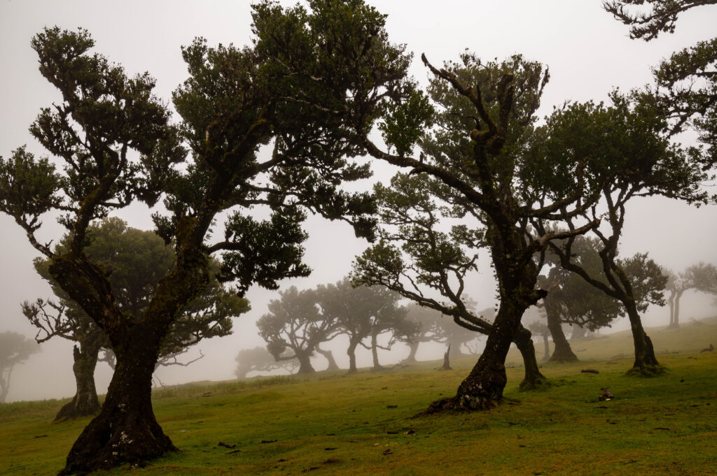 Las Fanal Madera