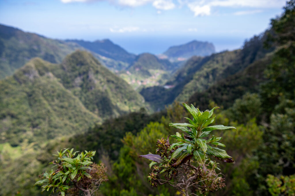 Levada dos Balcões