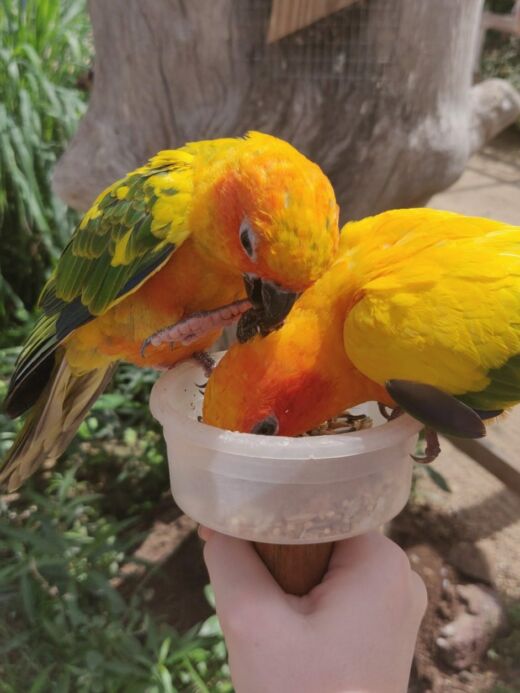 Bird Park w St. Maarten