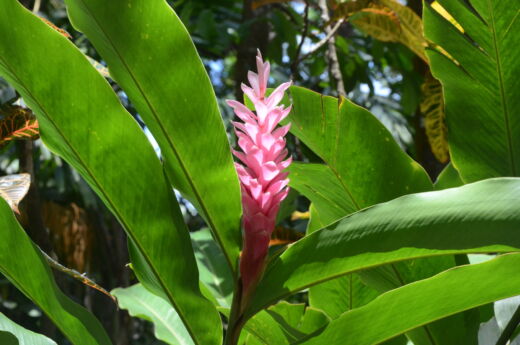 Ogród botaniczny St Lucia