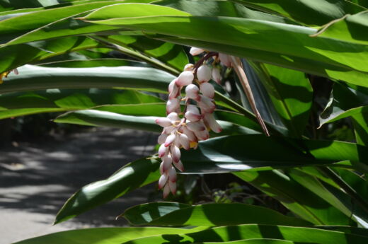 Ogród botaniczny St Lucia