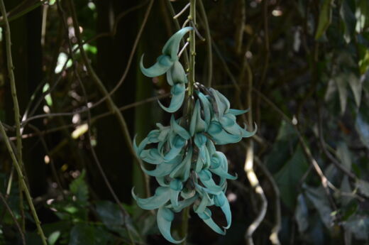 Ogród botaniczny St Lucia