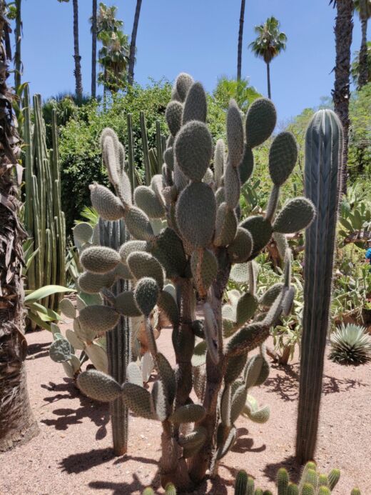 Kaktus w ogrodzie Majorelle