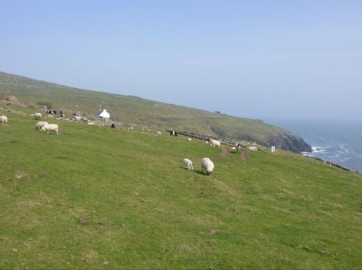 Obok Beehive Huts znajduje się hodowla owiec