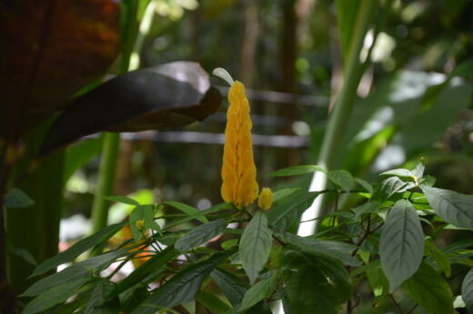 Ogród botaniczny St Lucia