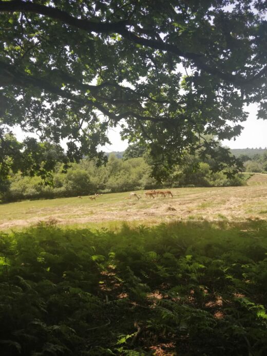 Jelenie w New Forest Jelenie w New Forest