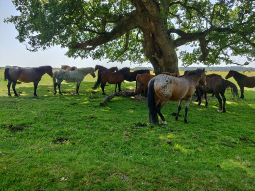 Kucyki w New Forest Kucyki w New Forest