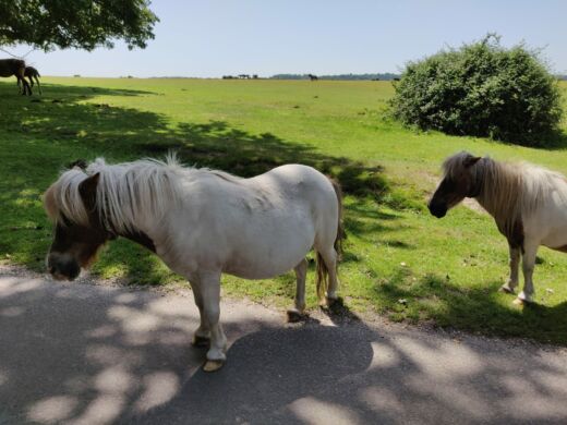 Rdzenni mieszkańcy New Forest Rdzenni mieszkańcy New Forest