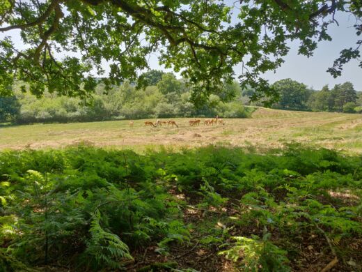 W Deer Sanctuary W Deer Sanctuary