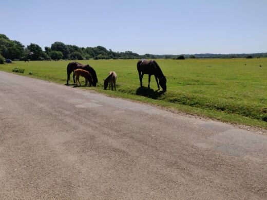 W New Forest W New Forest