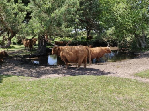 Zwierzęta w New Forest Zwierzęta w New Forest
