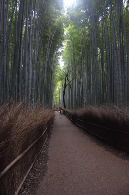 Las bambusowy Kioto