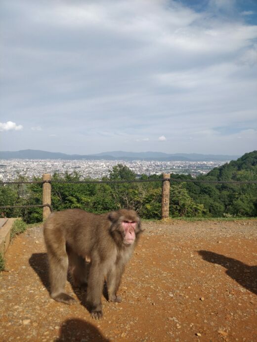 Park małp Kioto
