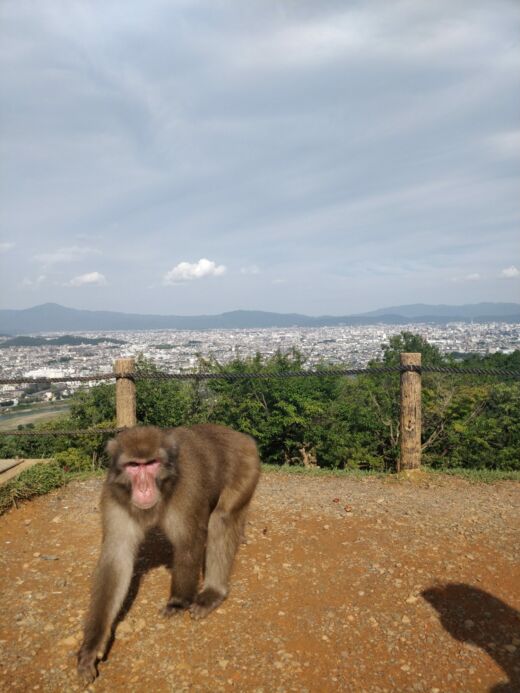 Park małp Kioto