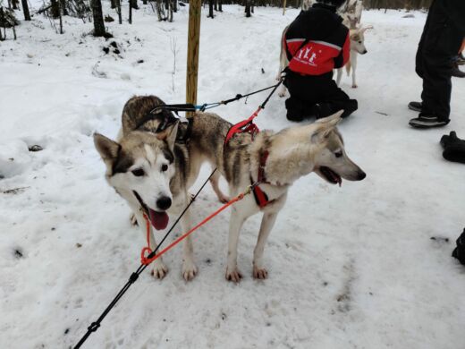 Husky Rovaniemi