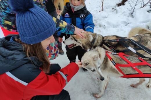 Husky w Rovaniemi