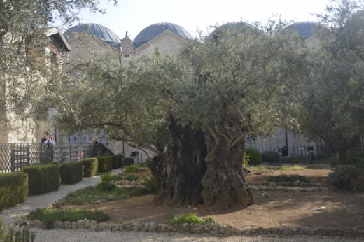 Ogrody Getsemanii