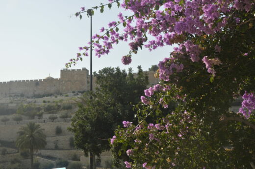 Ogrody Getsemanii
