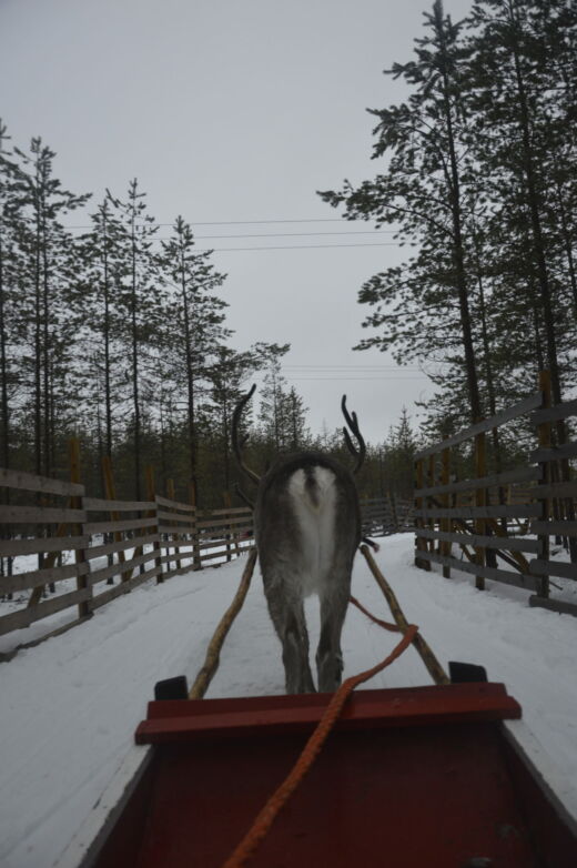 Renifery w Rovaniemi