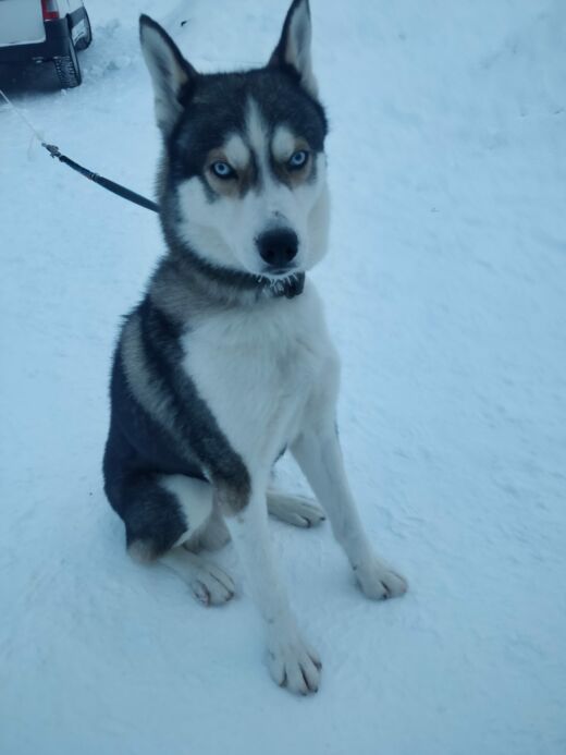 Husky Tromso