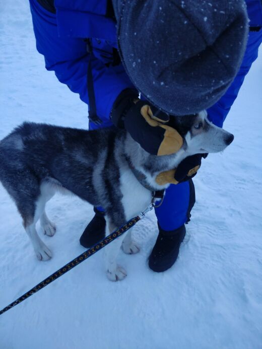 Husky w Tromso