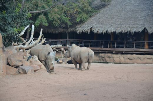 Bioparc Walencja