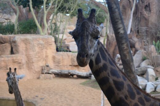 Bioparc Walencja