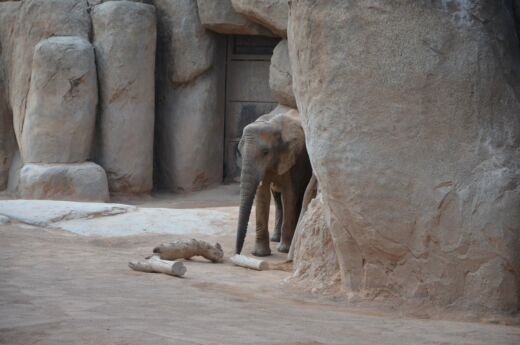 Bioparc Walencja