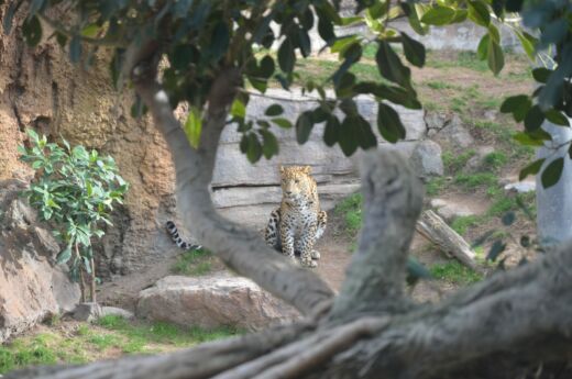 Bioparc Walencja